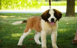 Saint Bernard dogs for sale: Madison - Image 1