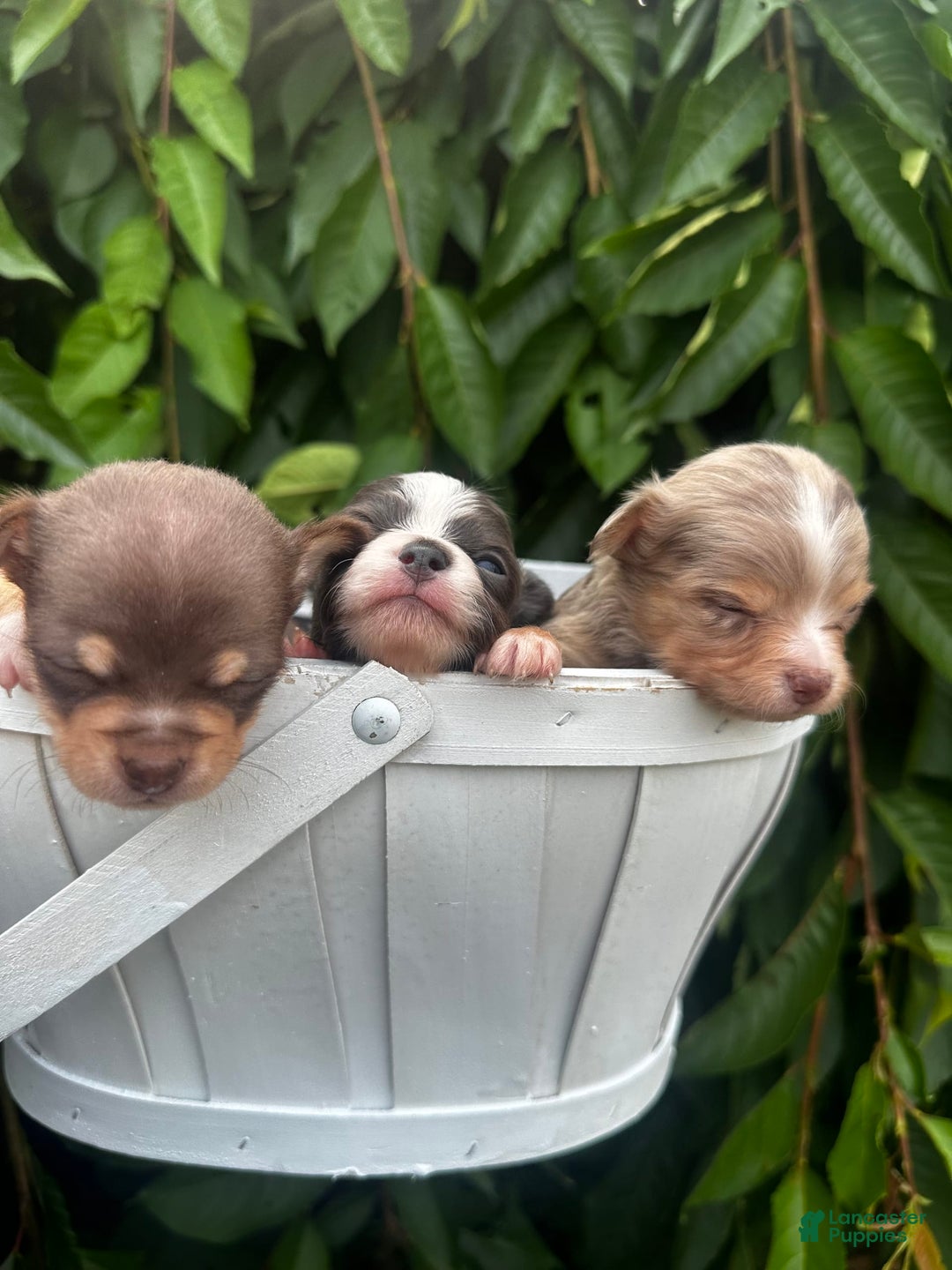 Chihuahua dogs for sale: Armani - Image 4