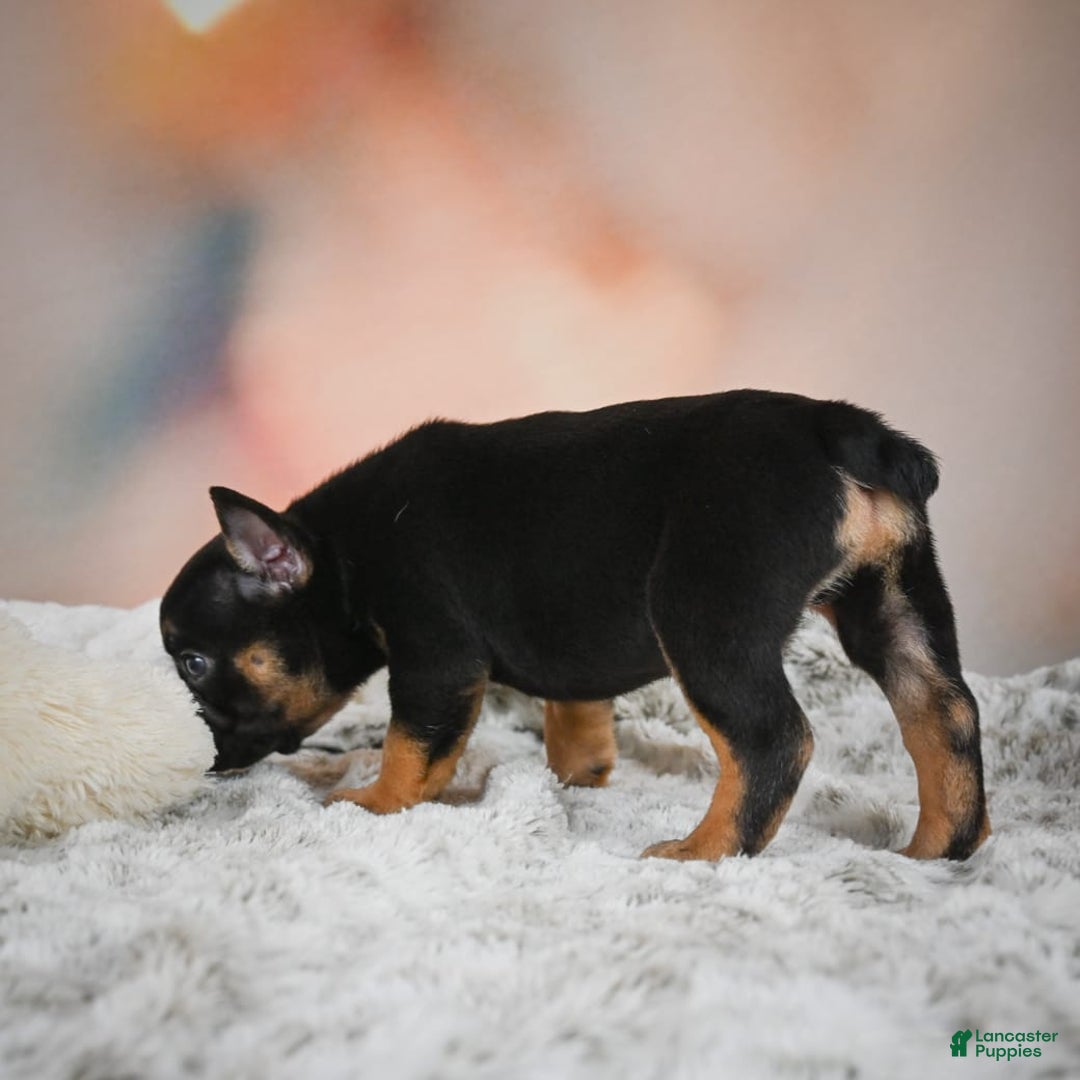 French Bulldog dogs for sale: Buddy - Image 4