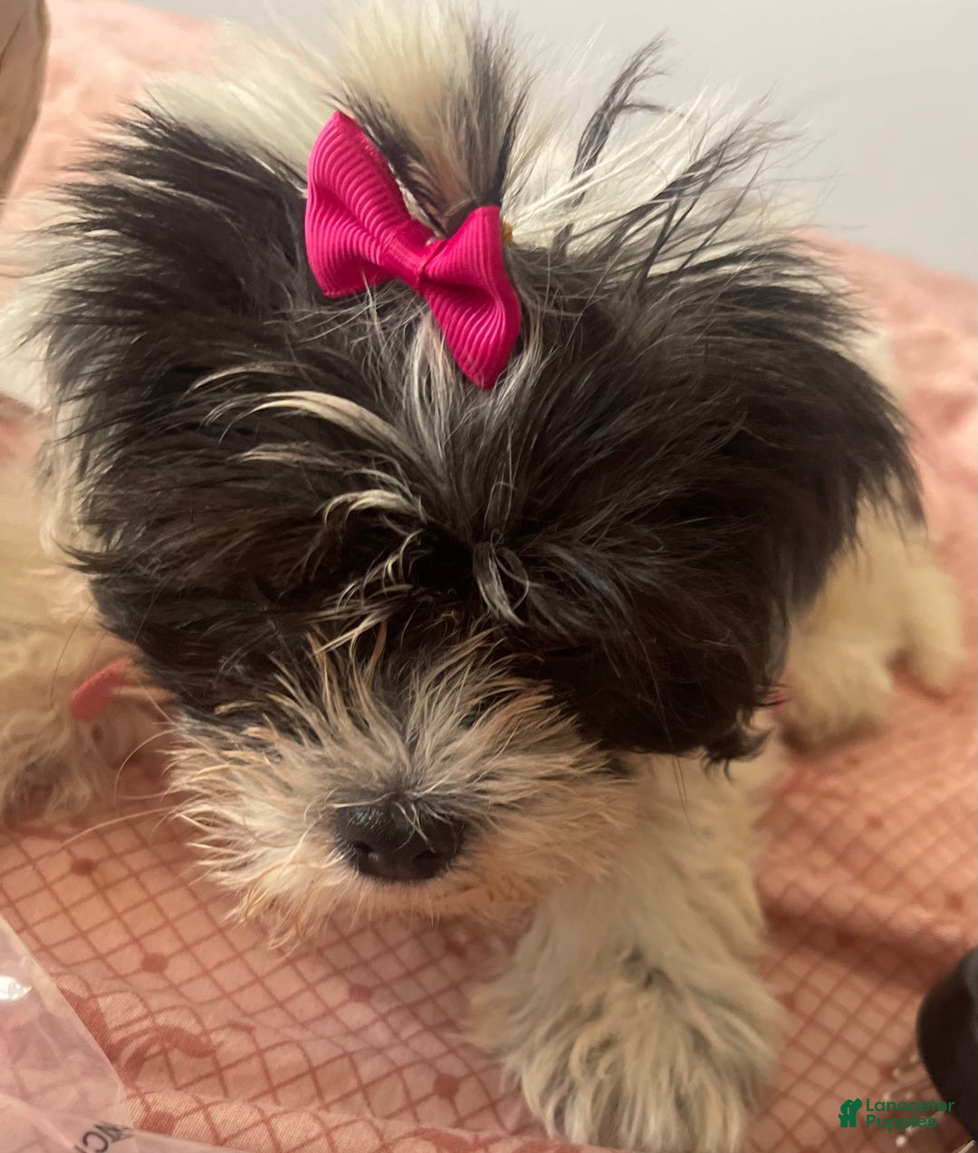 Shihpoo dogs for sale: Shihpoo - Image 2