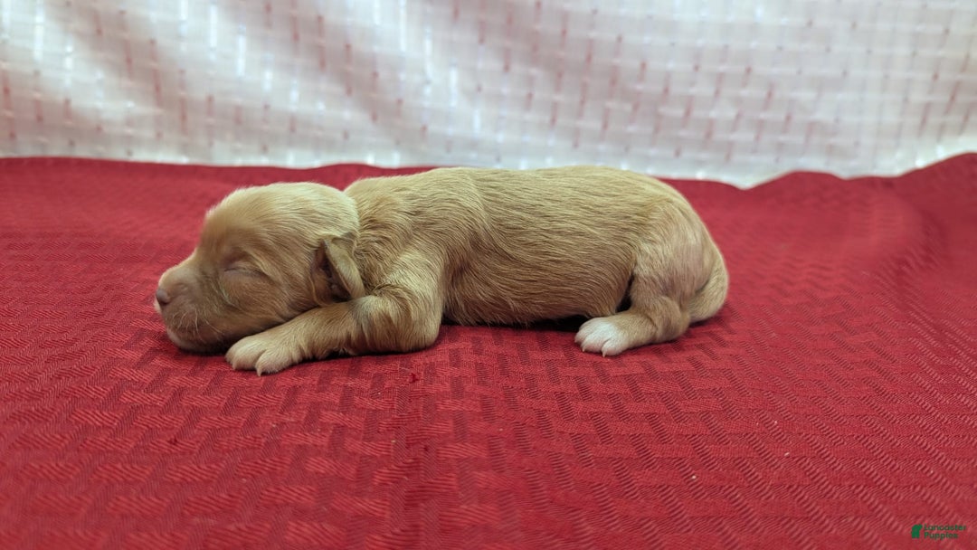 Cockapoo dogs for sale: Lydia - Image 13