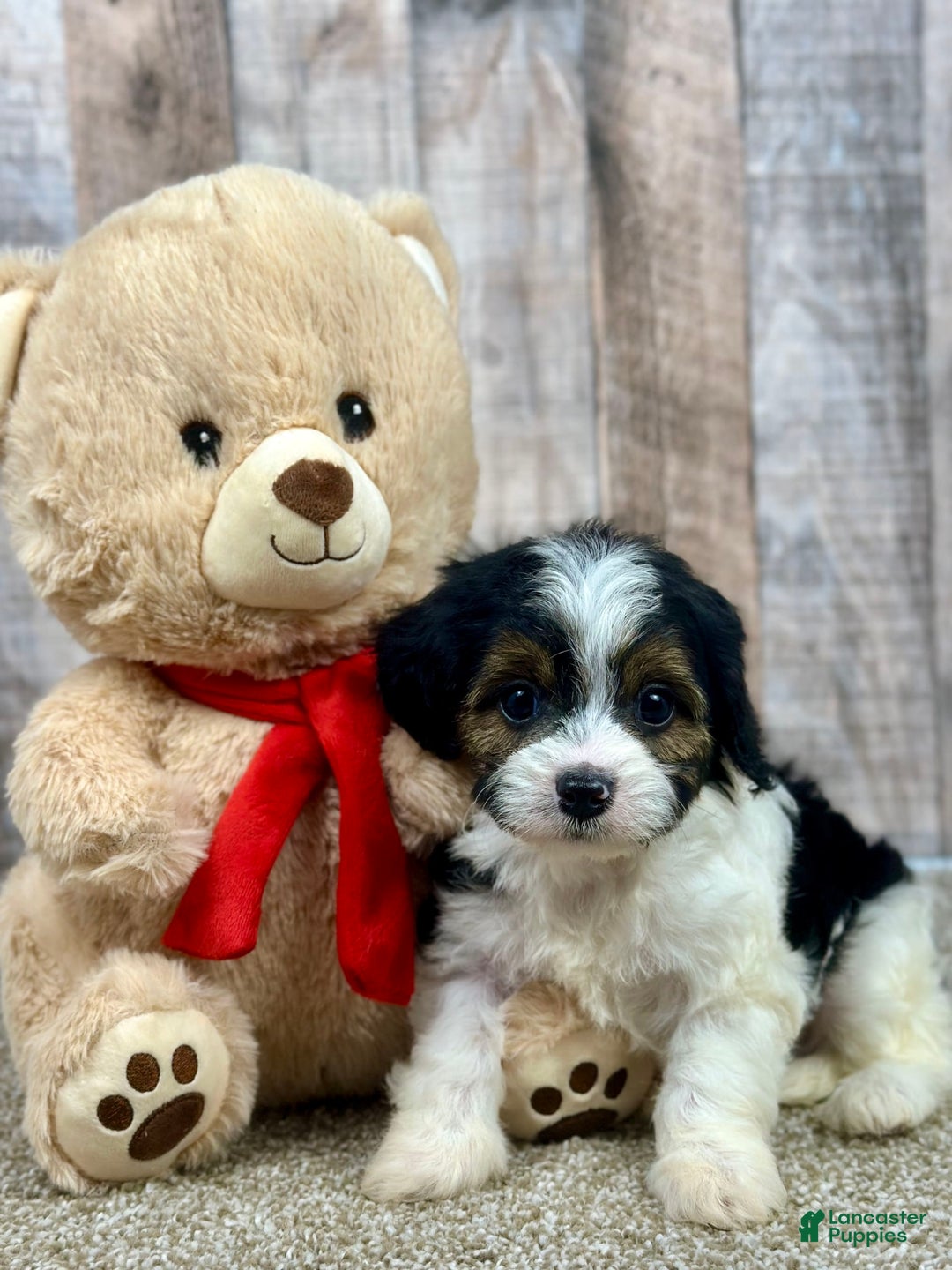 Cavapoo dogs for sale: Baxter - Image 10