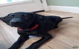 Labrador Retriever dogs for sale: Ruby - Image 7