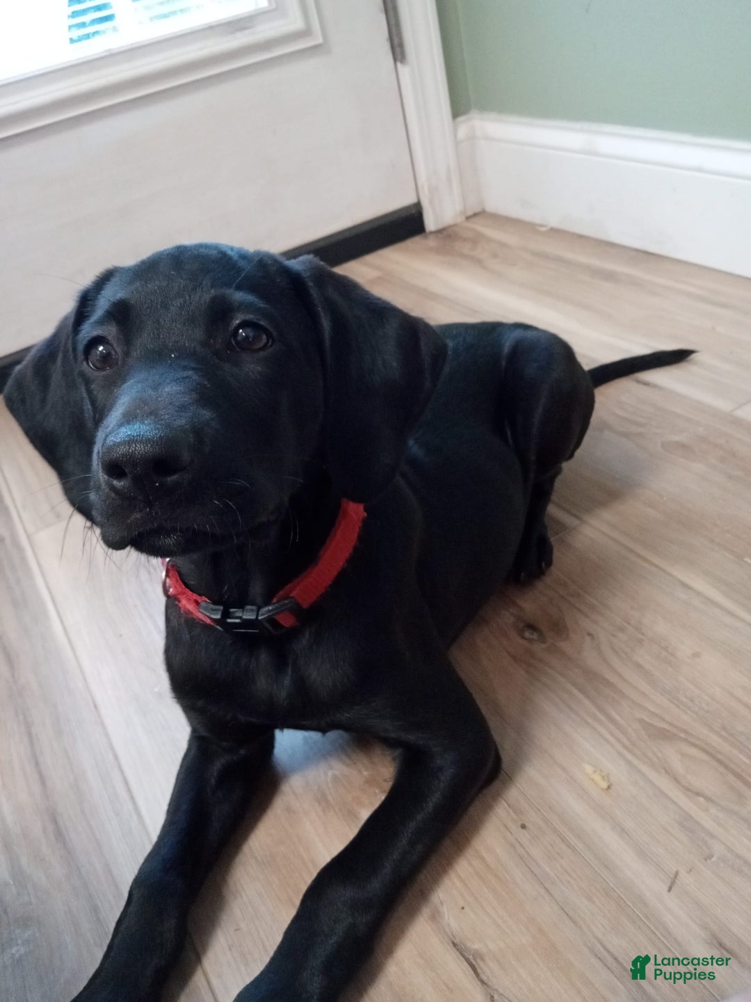 Labrador Retriever dogs for sale: Ruby - Image 7