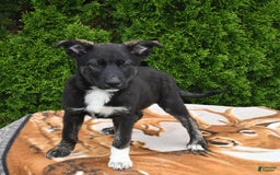 Norwegian Elkhound dogs for sale: Milo - Image 3