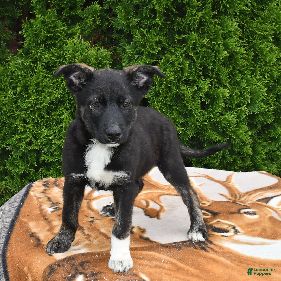 Norwegian Elkhound dogs for sale: Milo - Image 3