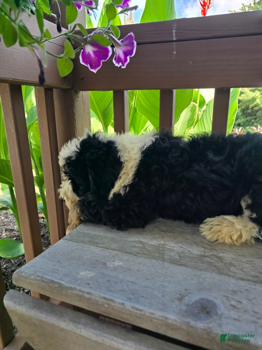 Bernedoodle dogs for sale: Classy - Image 7