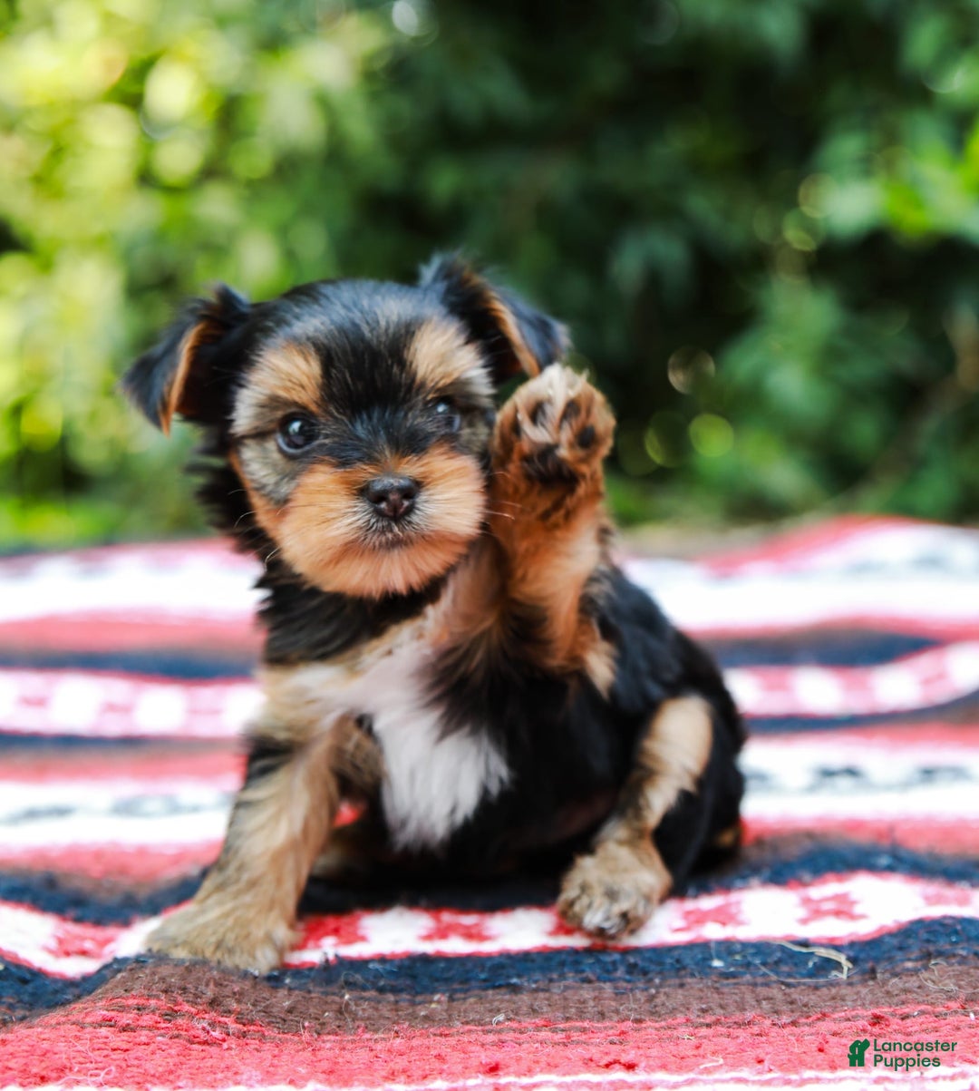 Yorkshire Terrier dogs for sale: Olivia Teacup - Image 6
