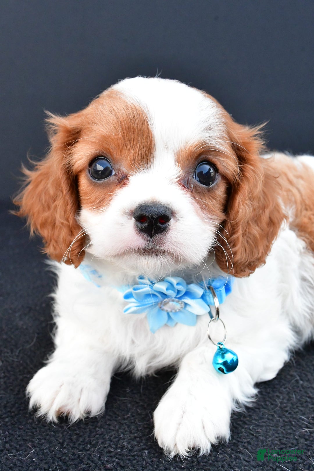 Cavapoo dogs for sale: Cavapoo 4 puppies - Image 4