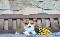 Welsh Corgi Pembroke dogs for sale: Brody - Image 3