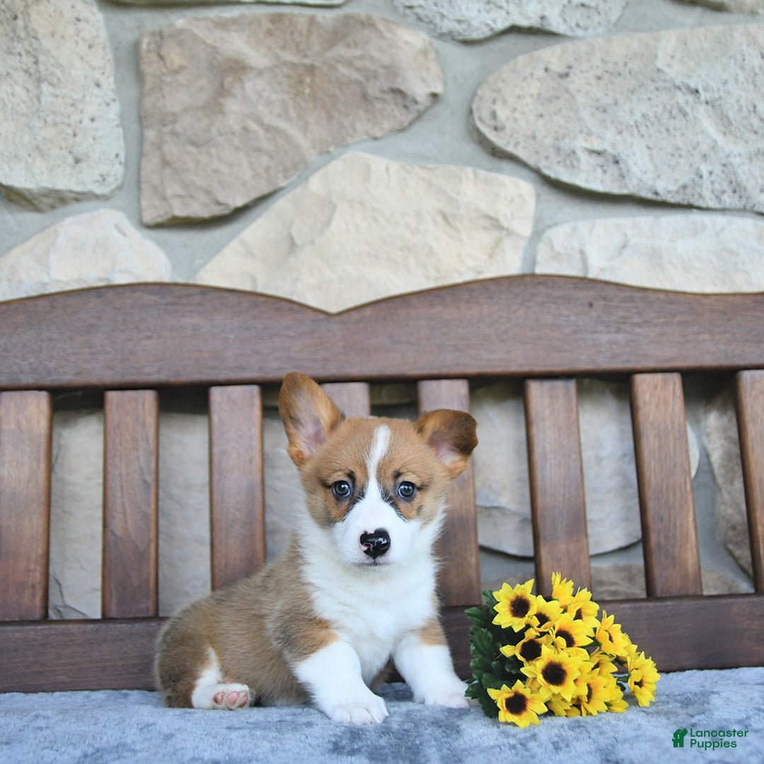 Welsh Corgi Pembroke dogs for sale: Brody - Image 3