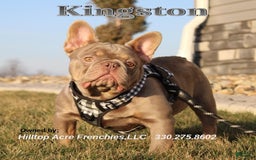 French Bulldog dogs for sale: Leo - Image 7