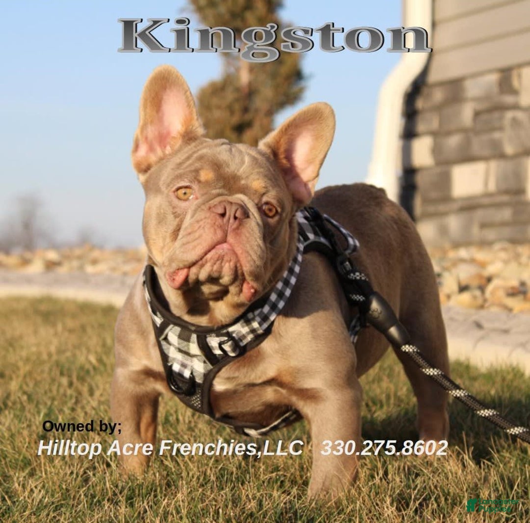 French Bulldog dogs for sale: Leo - Image 7