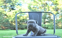 Cane Corso dogs for sale: Grizzly - Image 1