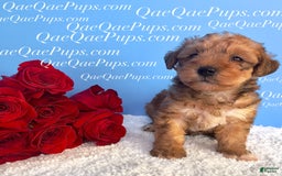 Standard Poodle dogs for sale: Yorkie-poo Pups - Image 5