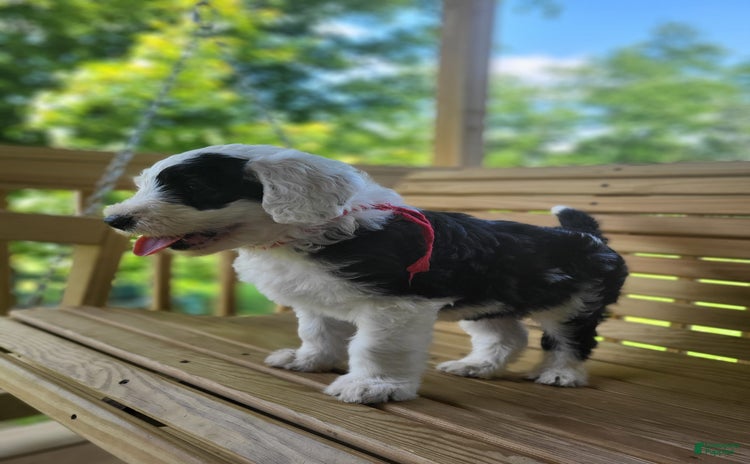 Standard Poodle dogs for sale - Ad 3