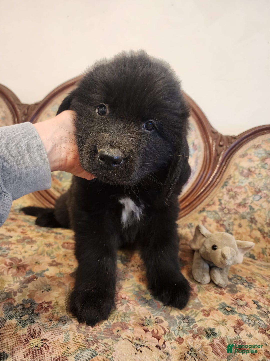 Newfoundland dogs for sale: Bella - Image 3