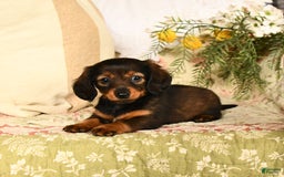 Miniature Dachshund dogs for sale: Ruby - Image 7