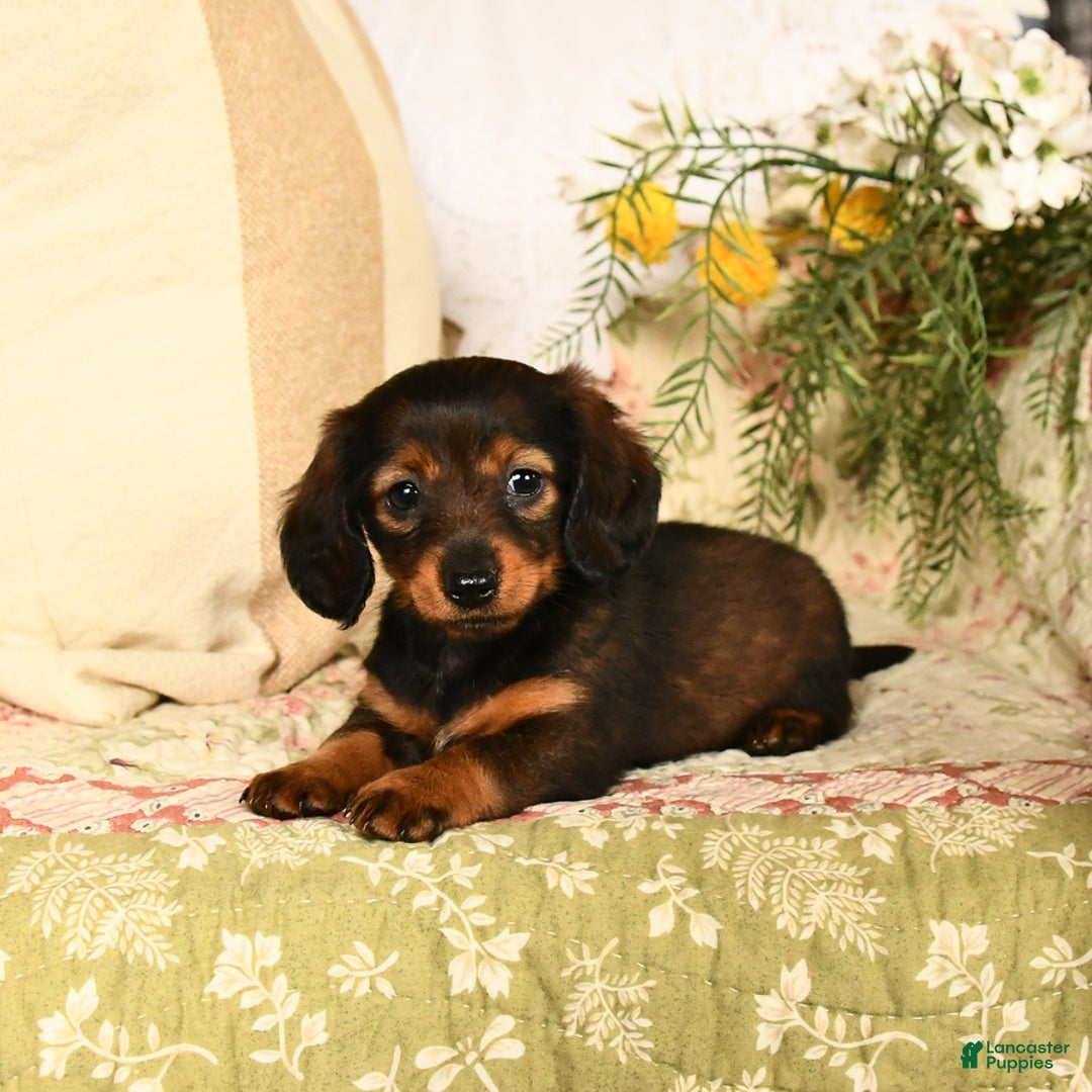 Miniature Dachshund dogs for sale: Ruby - Image 7