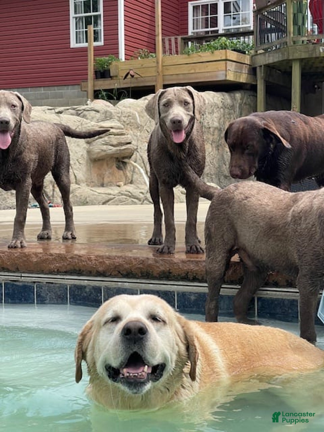Labrador Retriever dogs for sale: Silver Female 1 - Image 1