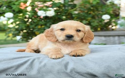 Miniature Golden Retriever dogs for sale: Sterling - Image 3