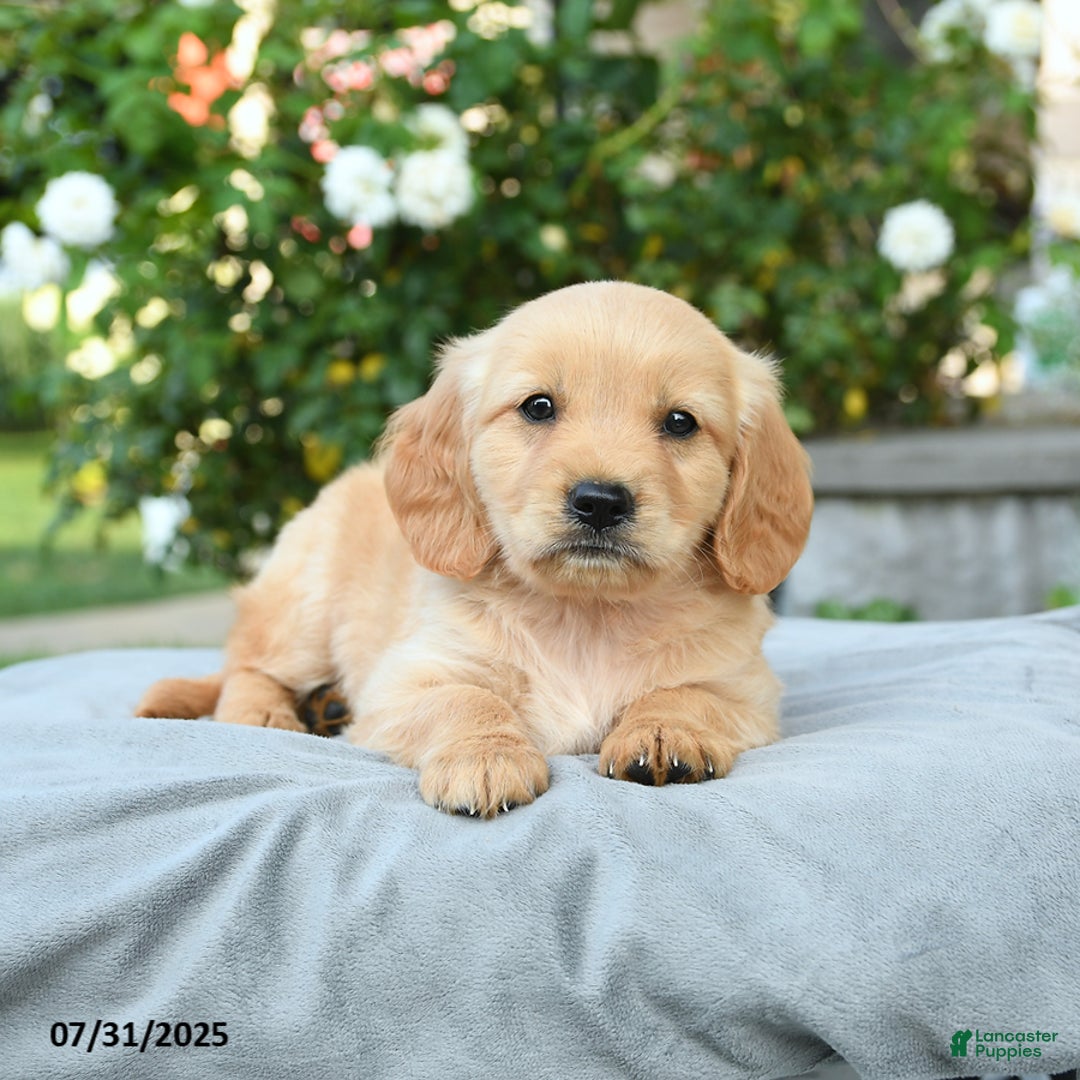 Miniature Golden Retriever dogs for sale: Sterling - Image 3