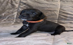 Great Dane dogs for sale: Black Male 5 - Image 2