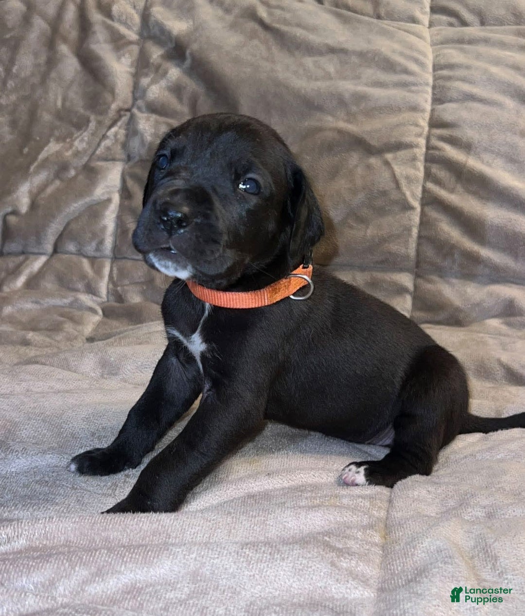 Great Dane dogs for sale: Black Male 5 - Image 2