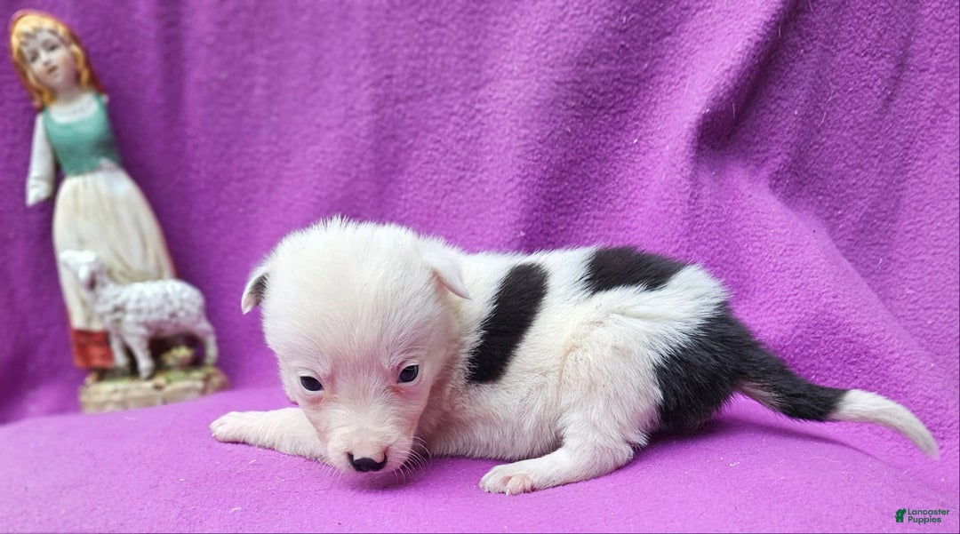 Border Collie dogs for sale: Dreami - Image 32