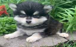 Alaskan Klee Kai dogs for sale: Kai  Toy Boy - Image 3