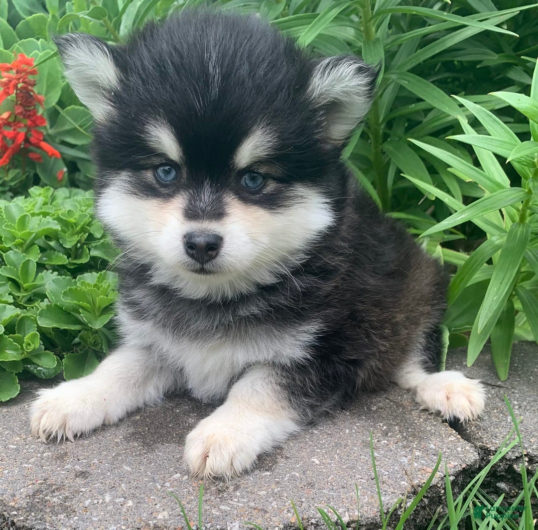 Alaskan Klee Kai dogs for sale: Kai  Toy Boy - Image 3