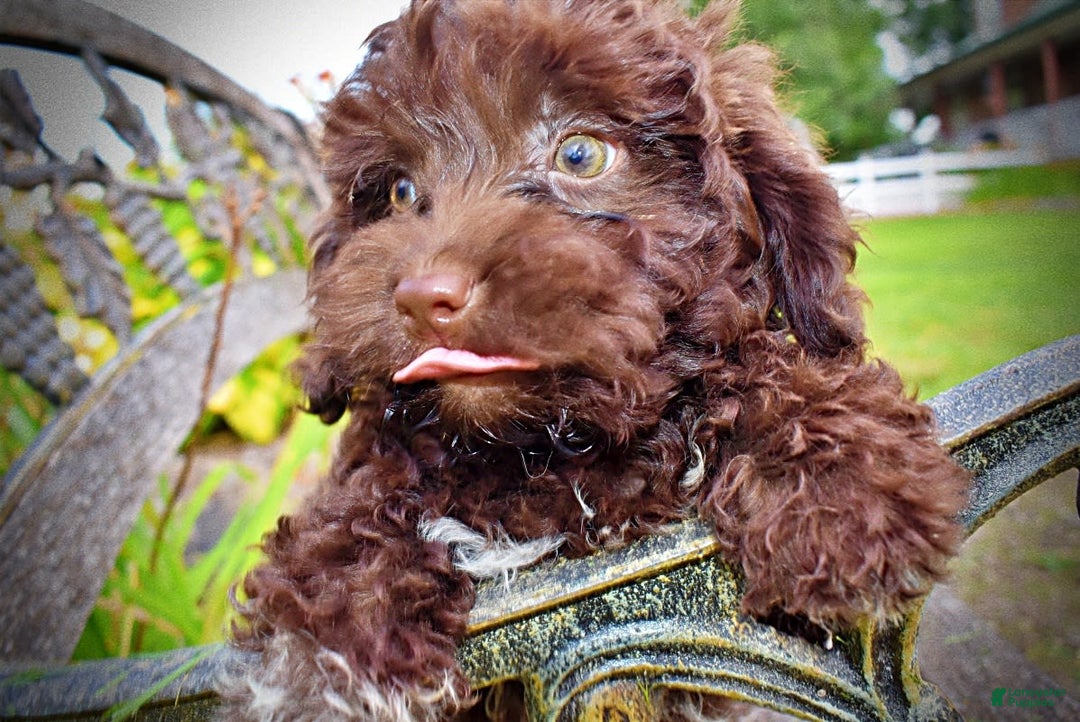 Havapoo dogs for sale: Boomer - Image 4