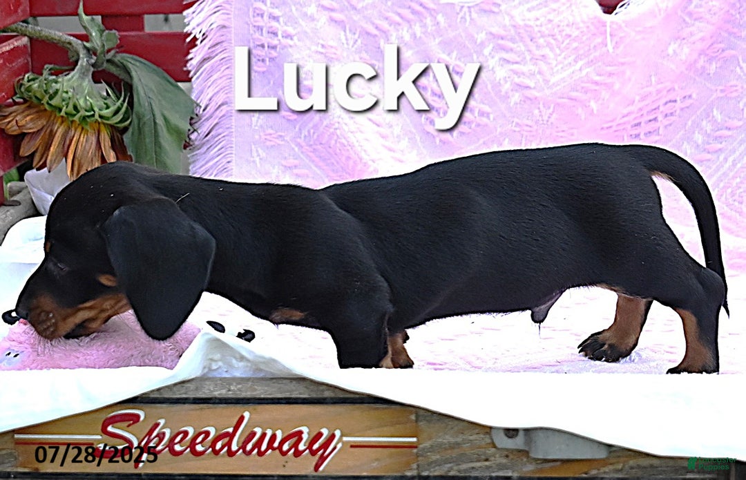 Miniature Dachshund dogs for sale: Lucky - Image 1