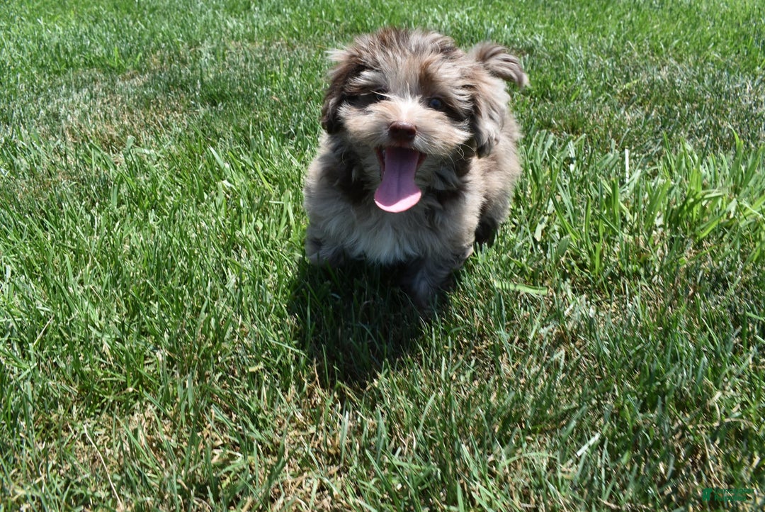 Havapoo dogs for sale: Zodiac - Image 8