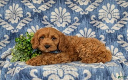 Cockapoo dogs for sale: Fitzgerald - Image 2