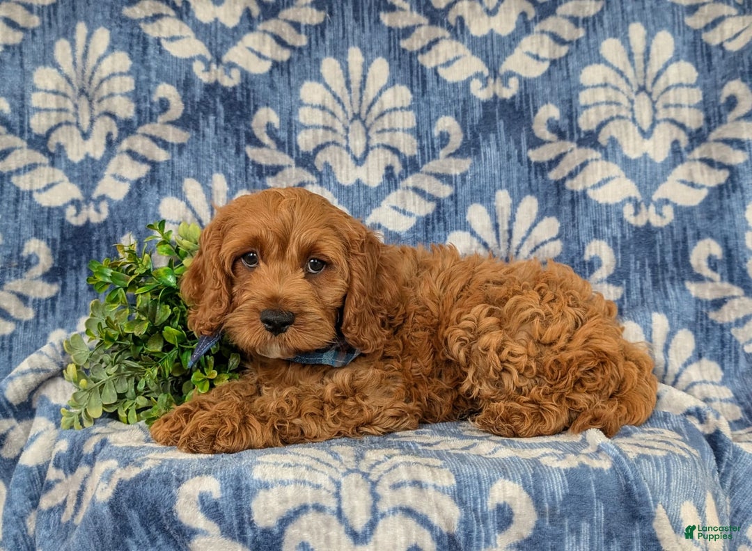 Cockapoo dogs for sale: Fitzgerald - Image 2