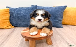 Bernese Mountain Dog dogs for sale: Ryder - Image 3