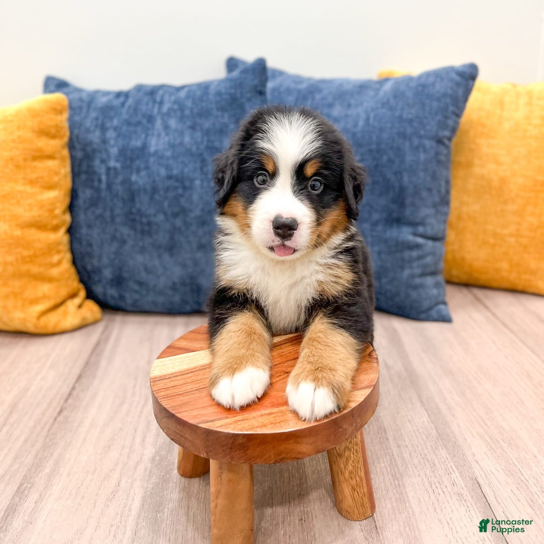 Bernese Mountain Dog dogs for sale: Ryder - Image 3