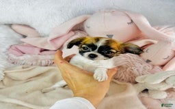 Chihuahua dogs for sale: Catie - Image 2