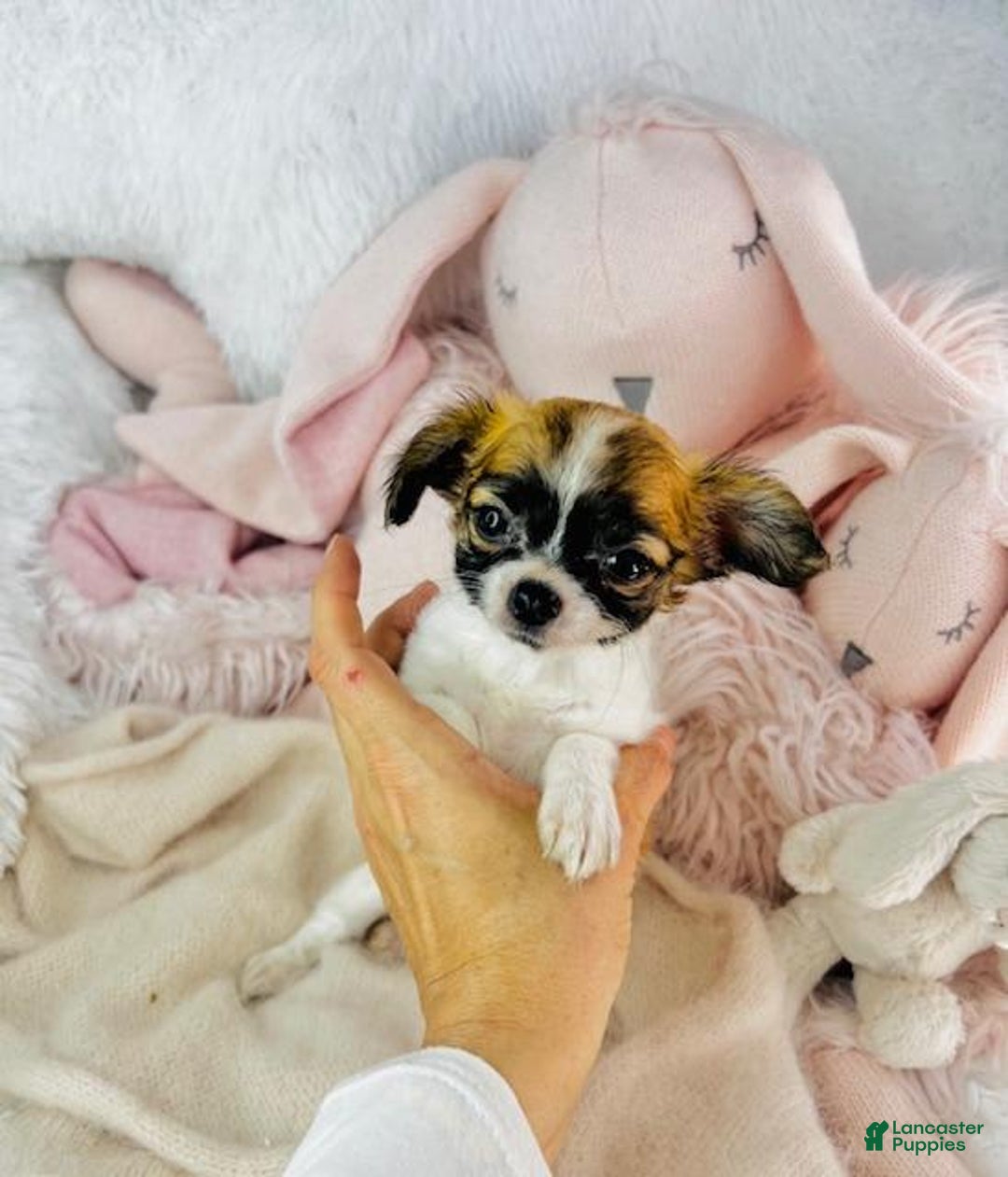 Chihuahua dogs for sale: Catie - Image 2