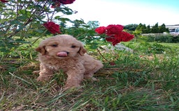 Goldendoodle dogs for sale: Pink - Image 2