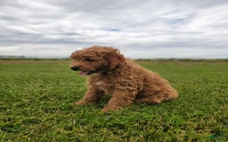 Mini Goldendoodle dogs for sale: Milo F1b - Image 18