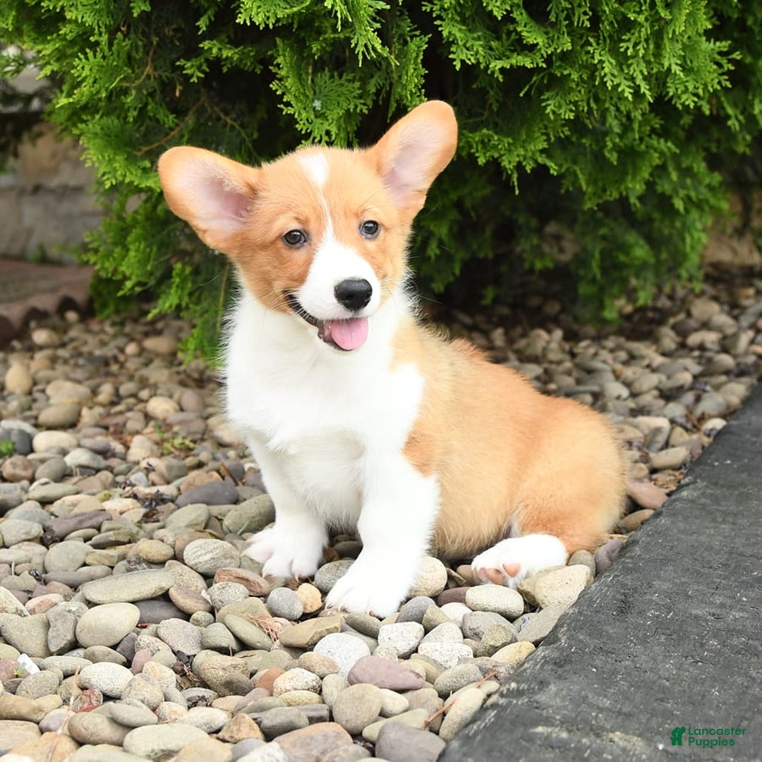 Welsh Corgi Pembroke dogs for sale: Cheeto - Image 2