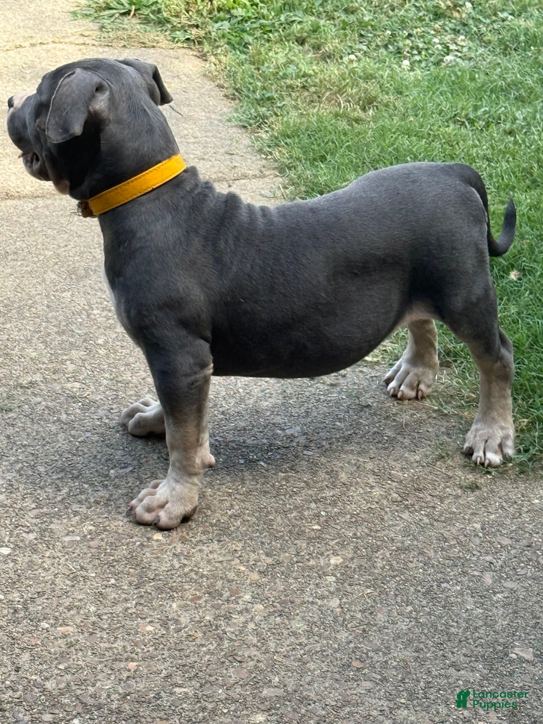 American Bully dogs for sale: Willow - Image 5