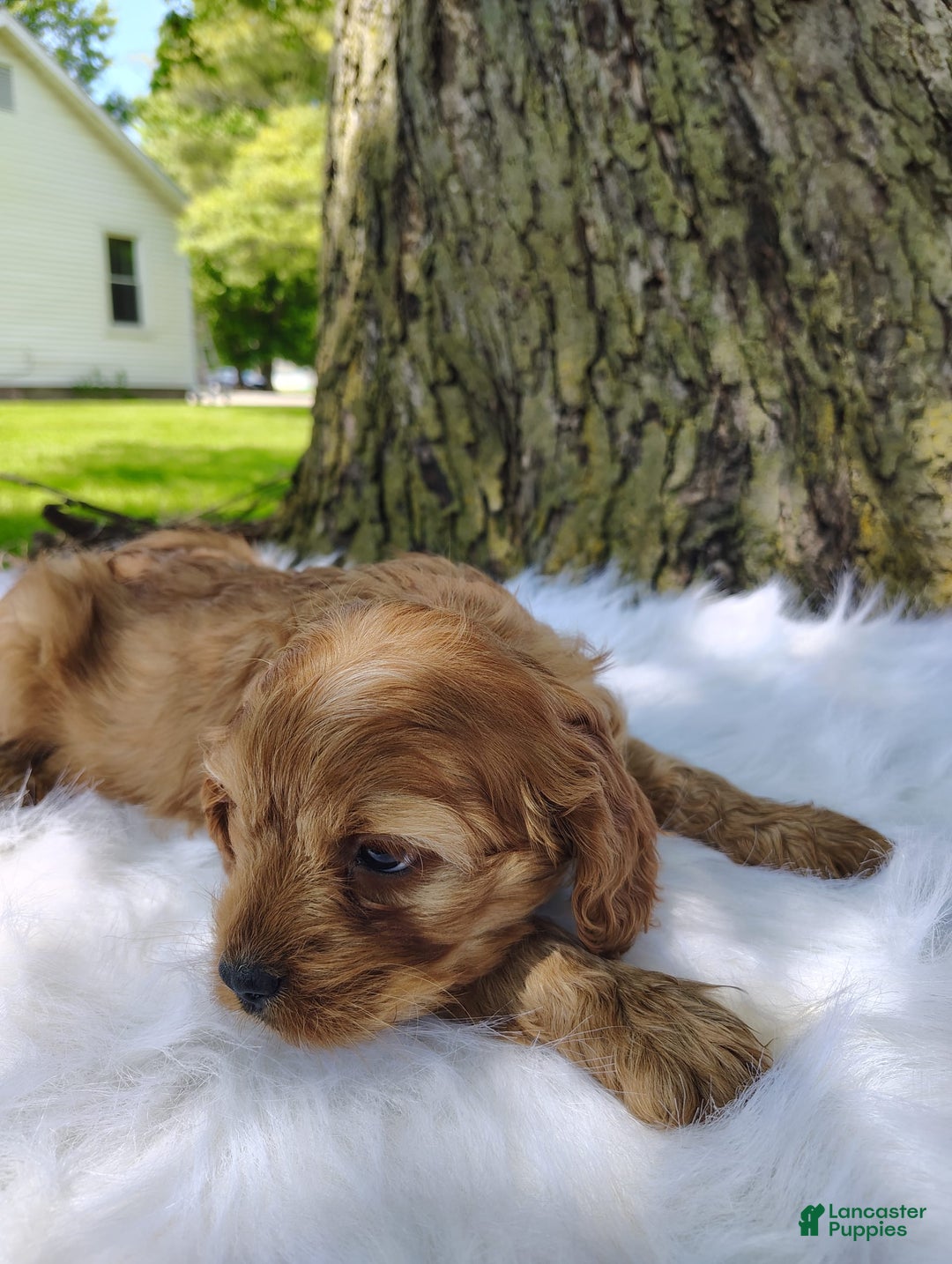 Cavalier King Charles Spaniel dogs for sale: Dos - Image 4