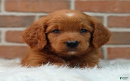 Goldendoodle dogs for sale: Ranger - Image 1