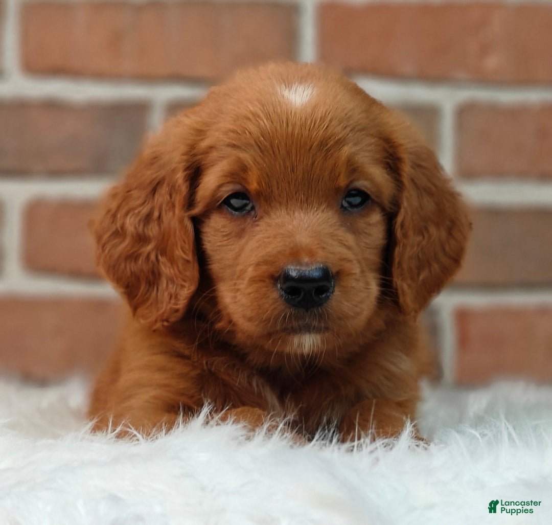 Goldendoodle dogs for sale: Ranger - Image 1