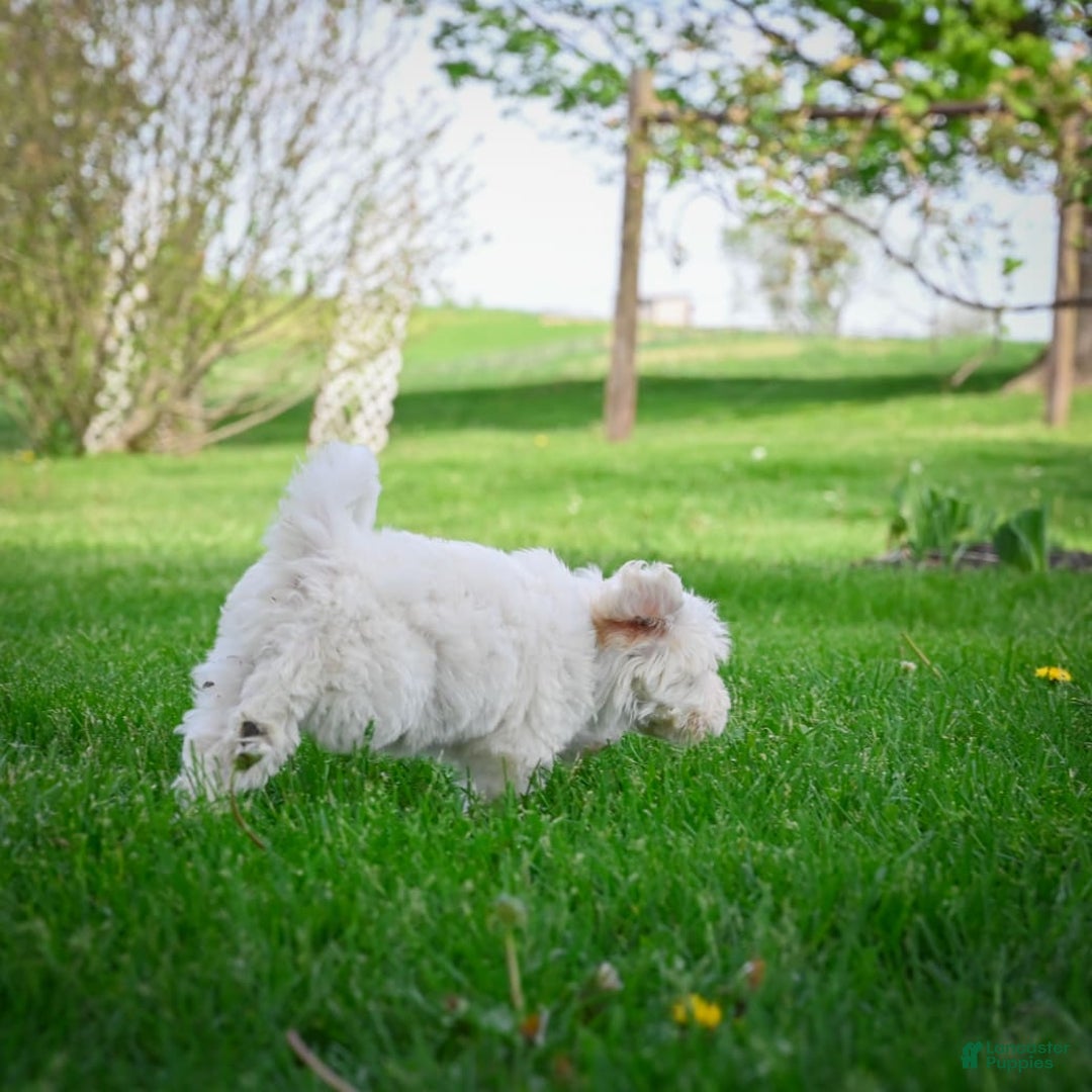 Bichpoo dogs for sale: Baba - Listing for pets: Baba, Biko, Buddy, Bo, Benny, Barry, Betty - Image 8