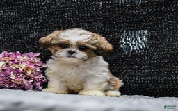 Shih Tzu dogs for sale: Lucky - Image 3