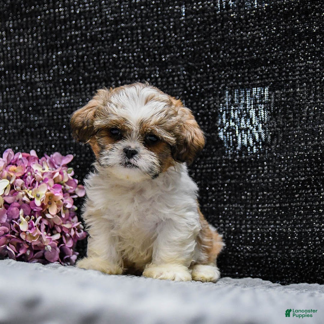 Shih Tzu dogs for sale: Lucky - Image 3